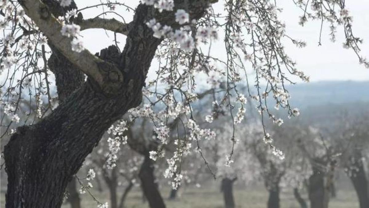 Cirerers en flor a Catalunya