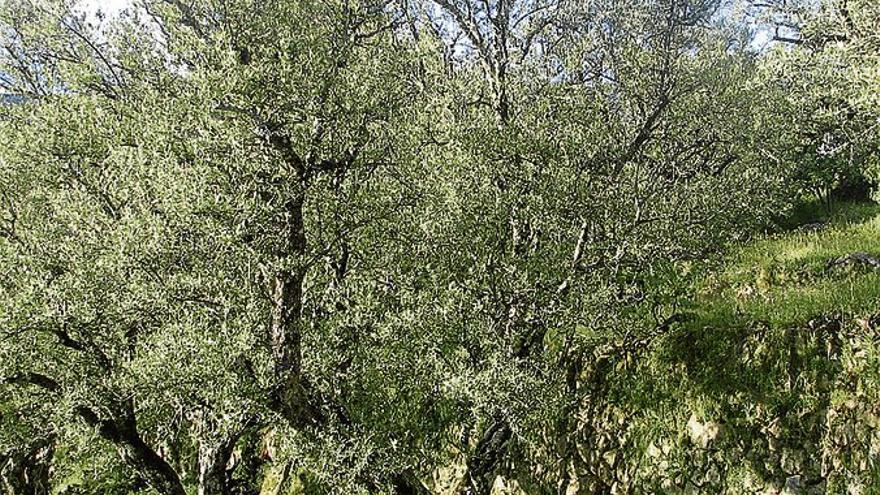 Aplican medidas para incrementar el olivar ecológico en la zona