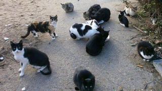 Santa Cruz creará a lo largo de 2025 el primer albergue sólo para gatos
