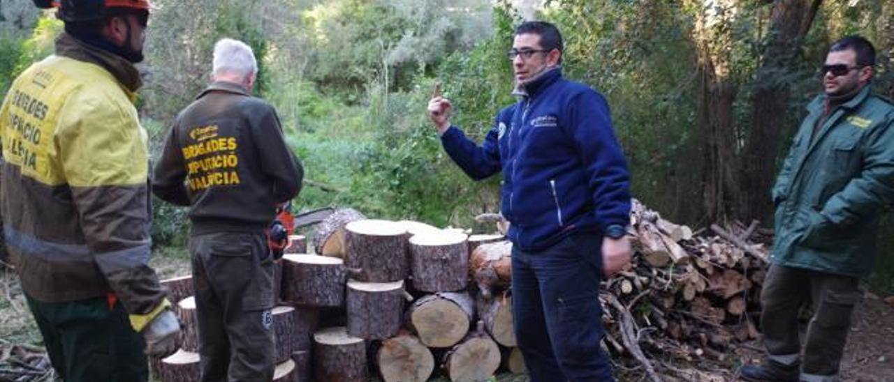 Comienza la limpieza forestal en la Devesa