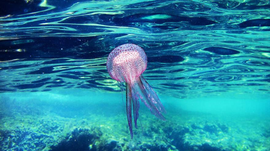 ¿Habrá medusas en la playa? Dos app españolas para saberlo