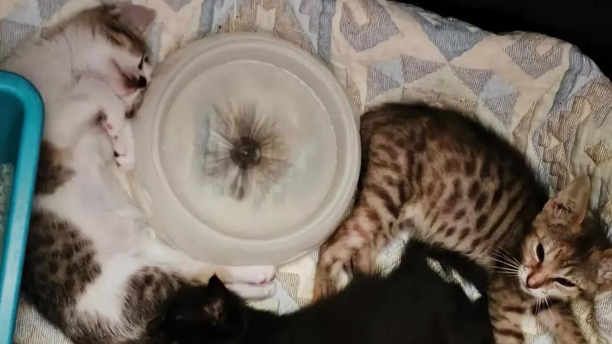 Adopta Plasencia lanza un SOS: “Nuestros gatos corren peligro por el calor”