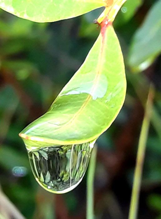 Fulla. Gota d’aigua que rellisca per la fulla i abans de caure fa un efecte mirall.