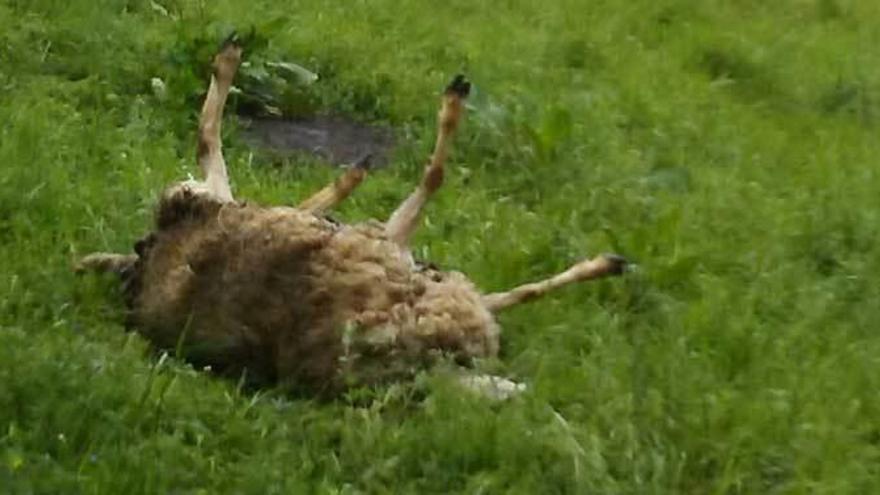 Una de las ovejas muertas en el último ataque de los lobos.