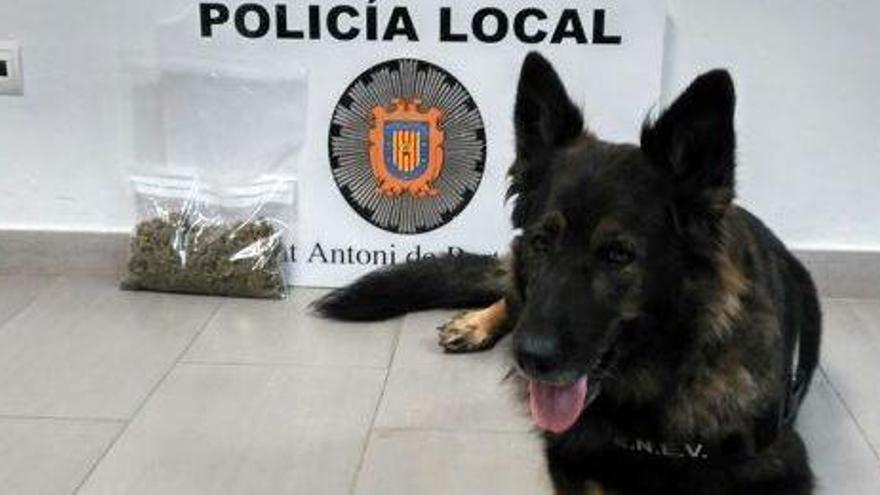 La perra Lala, con la droga intrevenida al hombre detenido.