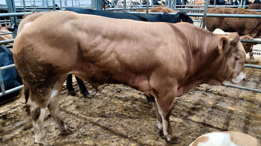 El ternero comprado por 1.799 euros en la subasta de la Central Agropecuaria.