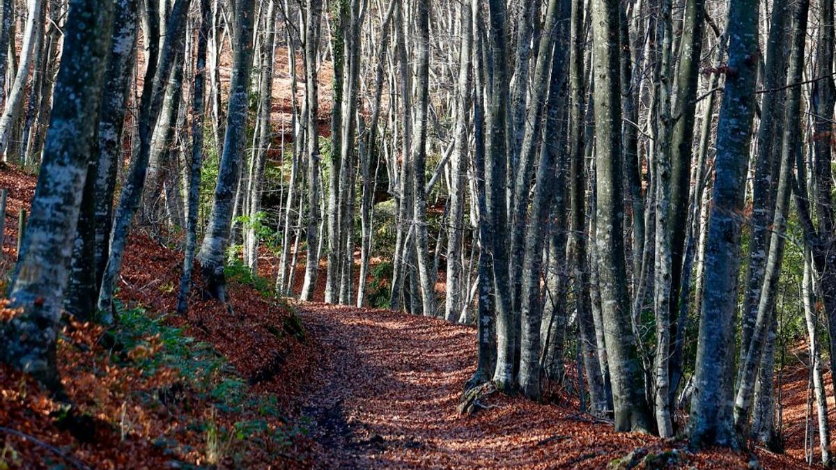Día Internacional de los Bosques