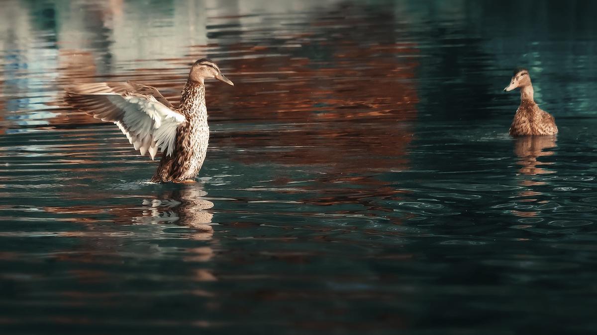 Apareamiento de animales | Los métodos de cortejo animal más curiosos