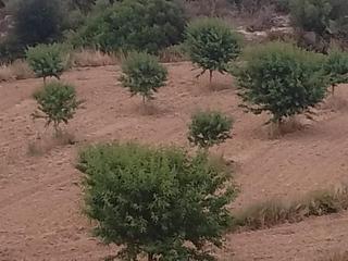 Las tardías lluvias de mayo no salvan el año del campo aragonés