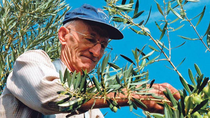 Rekordernte bei Mallorca-Oliven mit Herkunftsbezeichnung