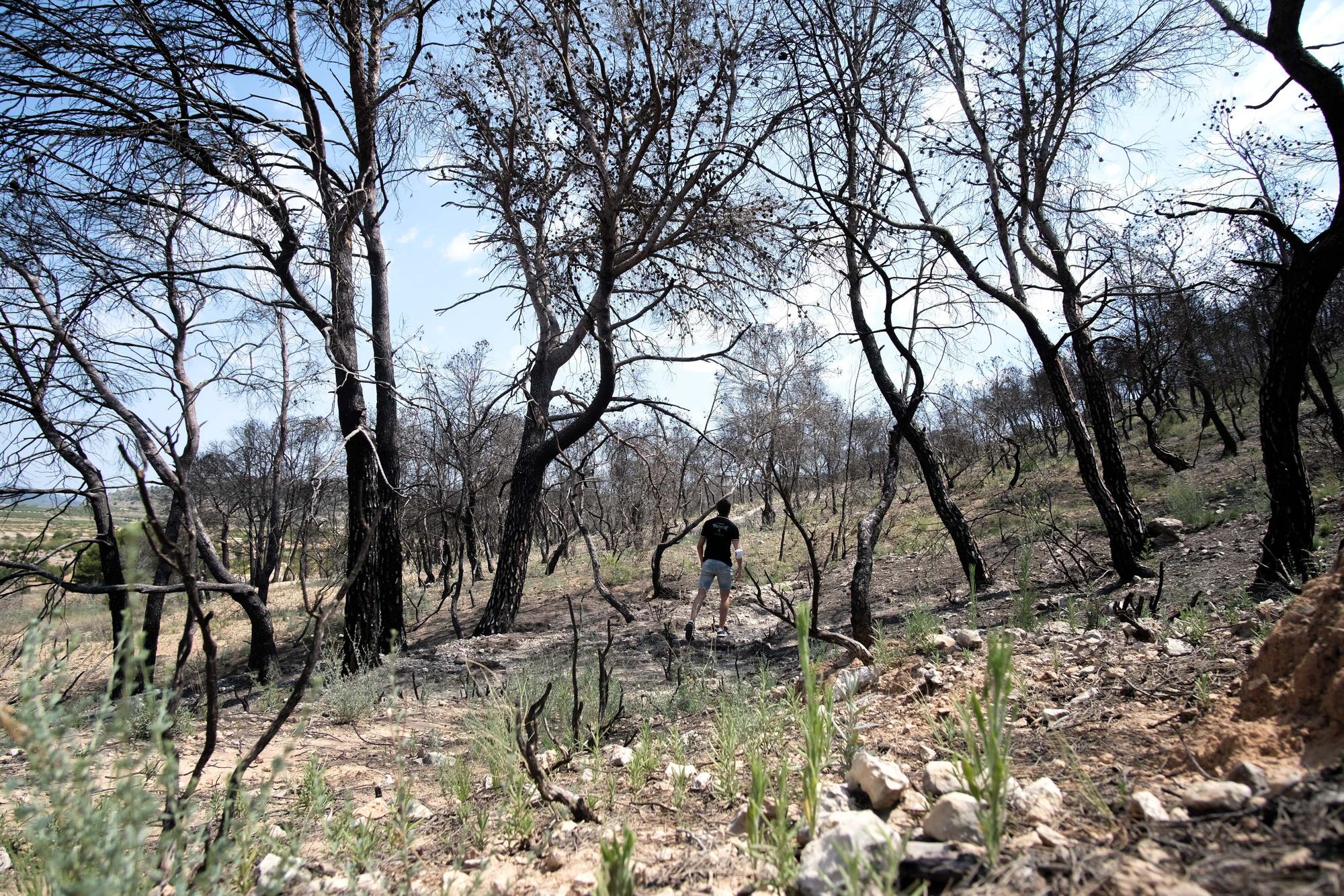 Un año después del incendio forestal en la sierra de la Zafra y Las Pedrizas de Monóvar la zona presenta un aspecto desolador