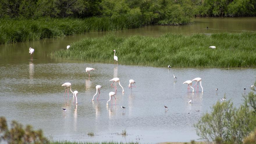 Agua y flamencos en la Laguna de Fuente de Piedra gracias a las lluvias