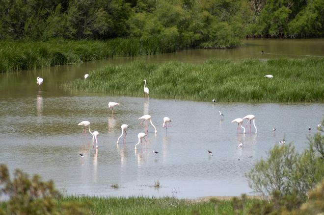 Agua y flamencos en la Laguna de Fuente de Piedra gracias a las lluvias