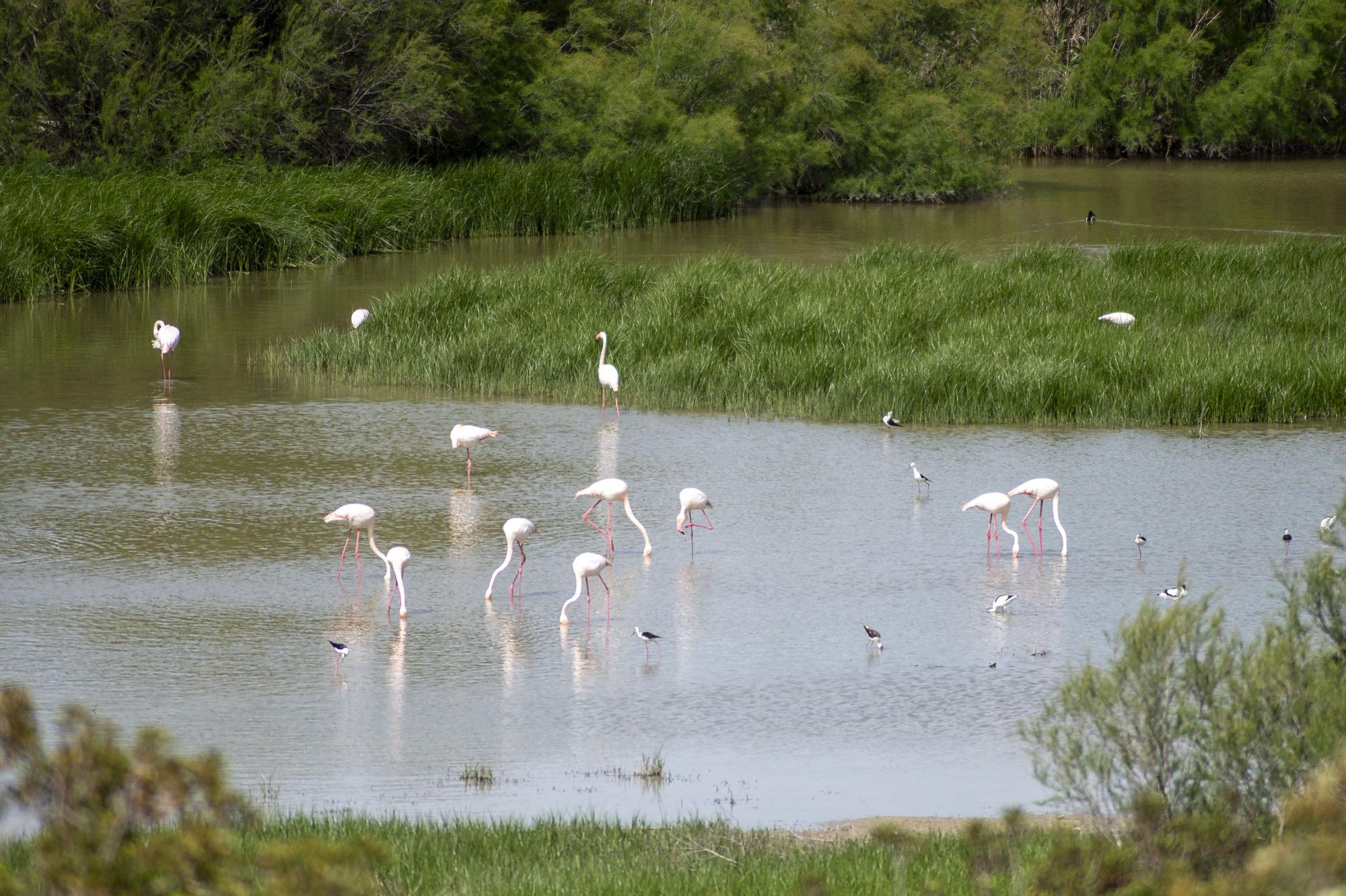 Flamencos en la Laguna de Fuente de Piedra, en abril de 2024.