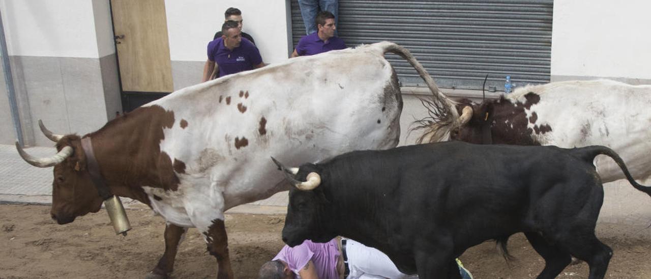 Un peligroso encierro abre la semana taurina de Almassora