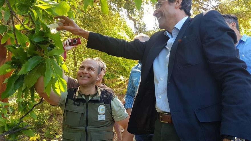 El delegado de Medio Ambiente, Fernando Fernández Tapia-Ruano, suelta uno de los depredadores de la avispilla del castaño.