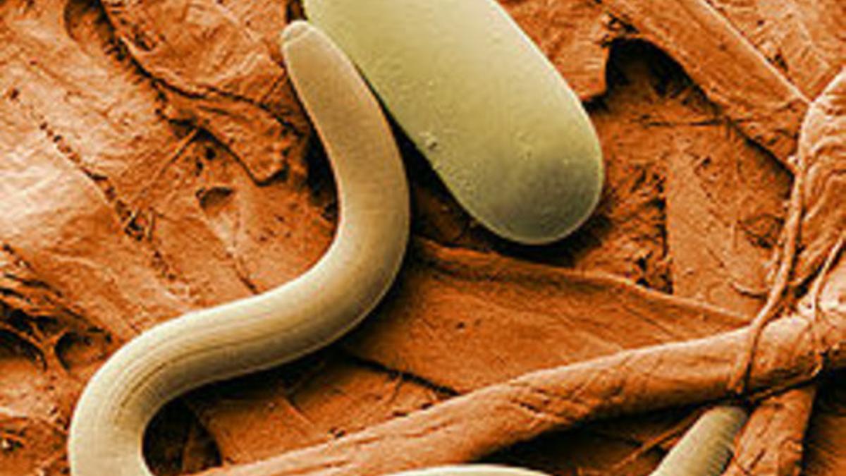 Nematodo.