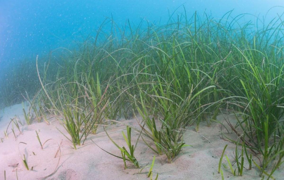 Els prats marins capten grans quantitats de diòxid de carboni | FUNDACIÓ ALIVE