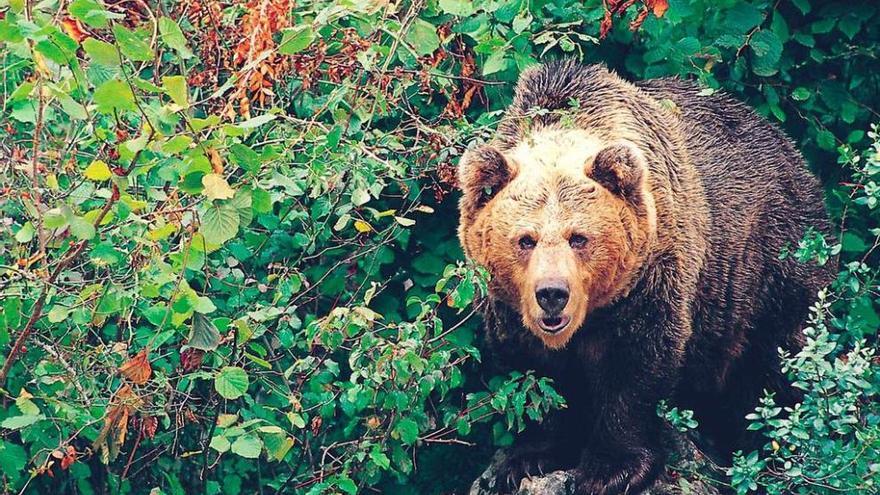 Cuando el oso campaba a sus anchas