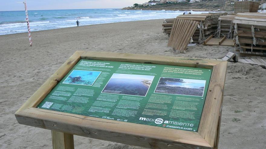 Pedagogía para explicar los beneficios de que las playas se llenen de posidonia