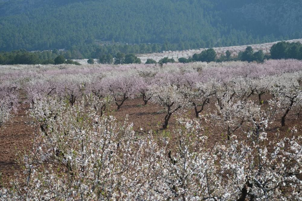 Y llegó la Floración, un manto de colores