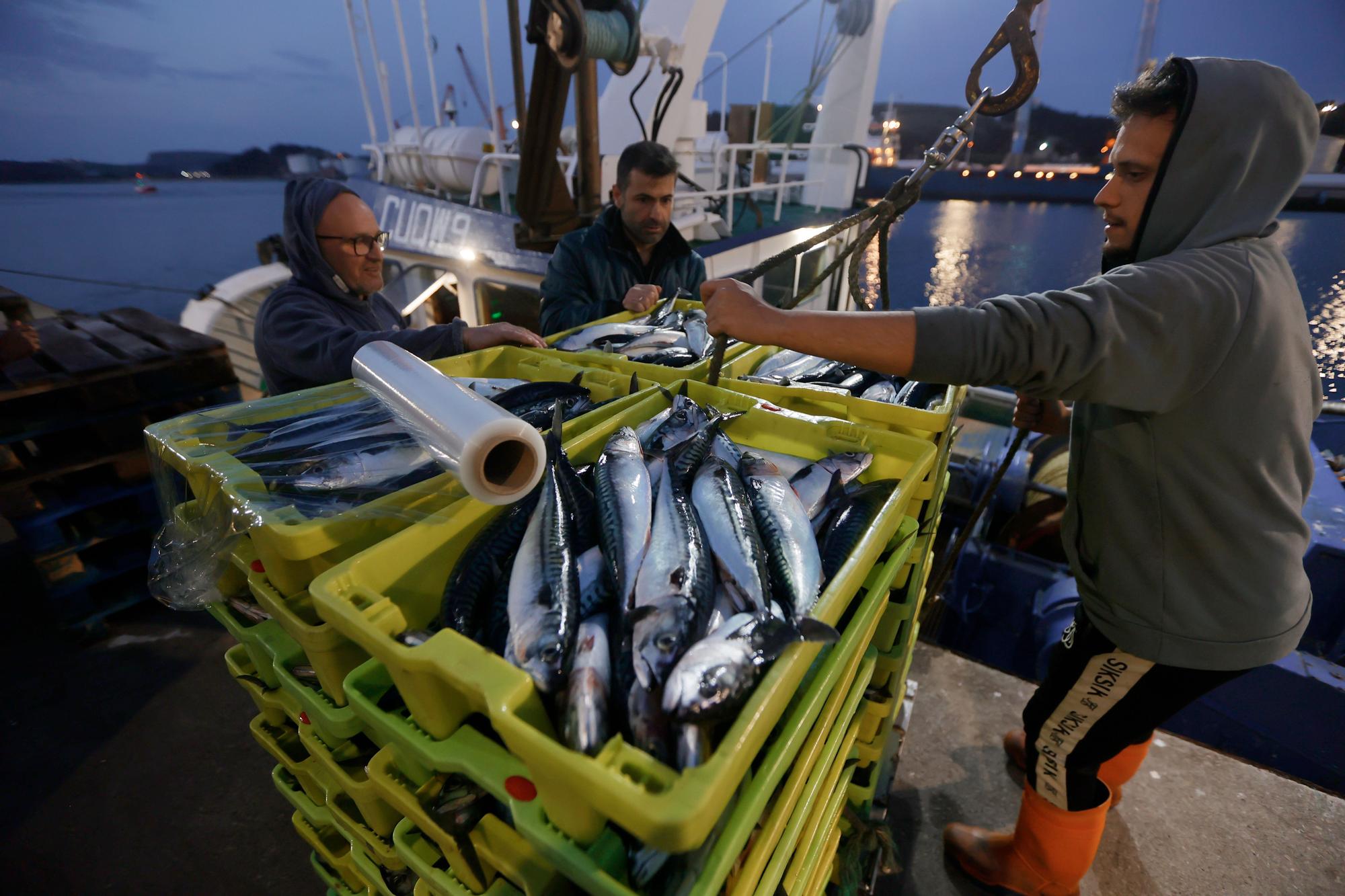 EN IMÁGENES: las primeras xardas del año llegan a Avilés