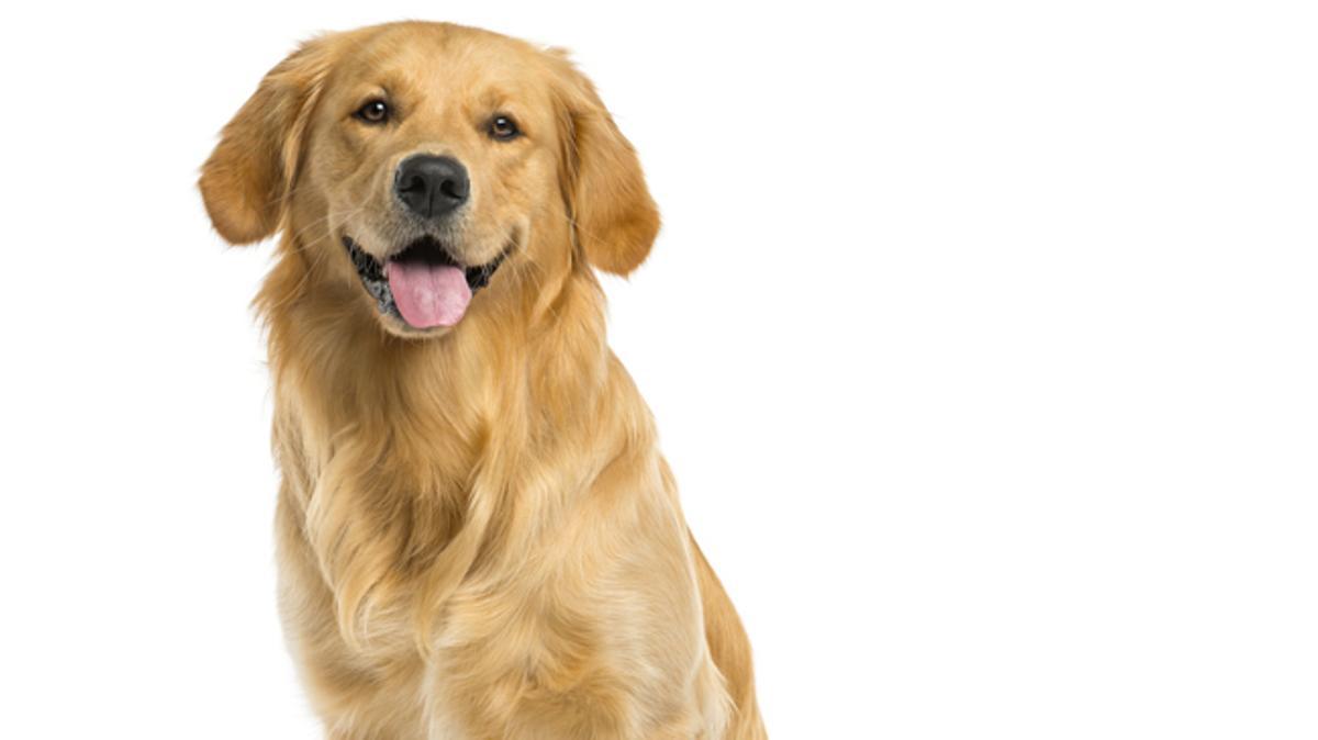 Las 10 mejores razas de perro para convivir con niños