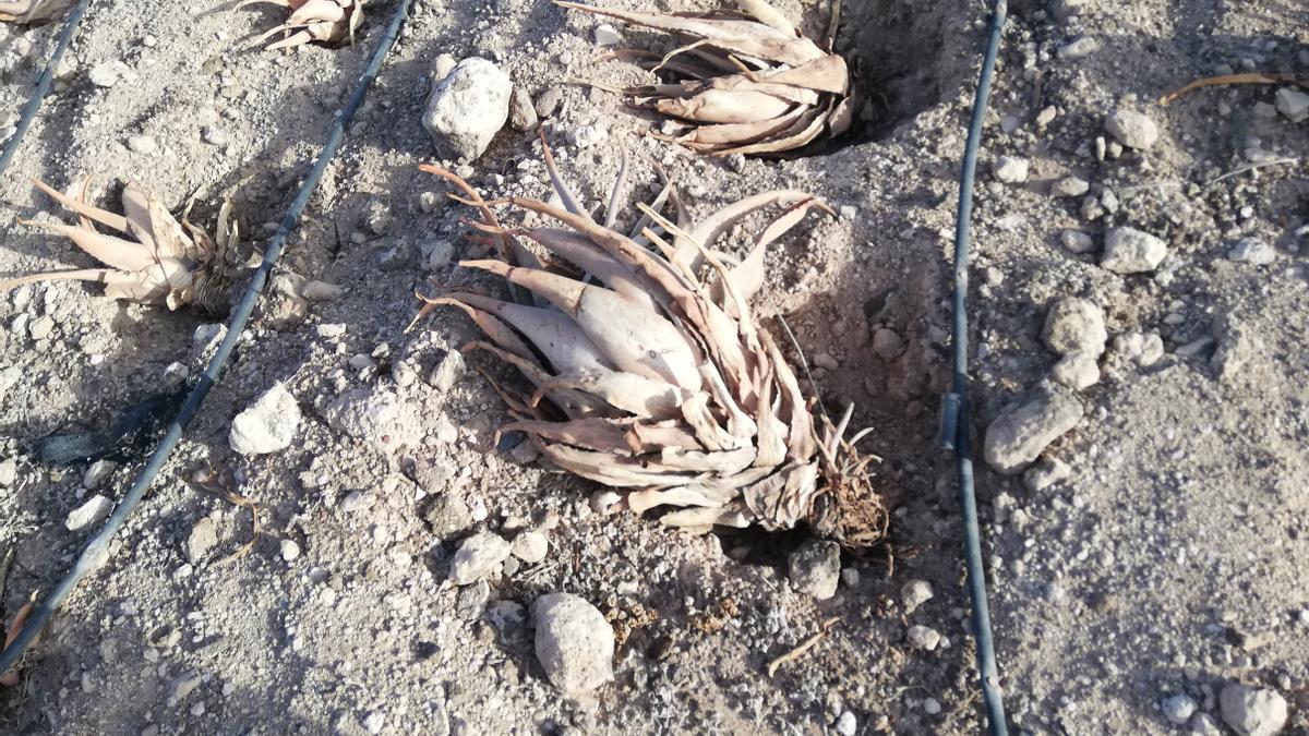 Aloe vera arrancado y tierra seca, parte de un proyecto que recibió subvenciones.
