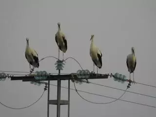 Madrid analitza un possible brot de grip aviària després de trobar centenars de cigonyes mortes