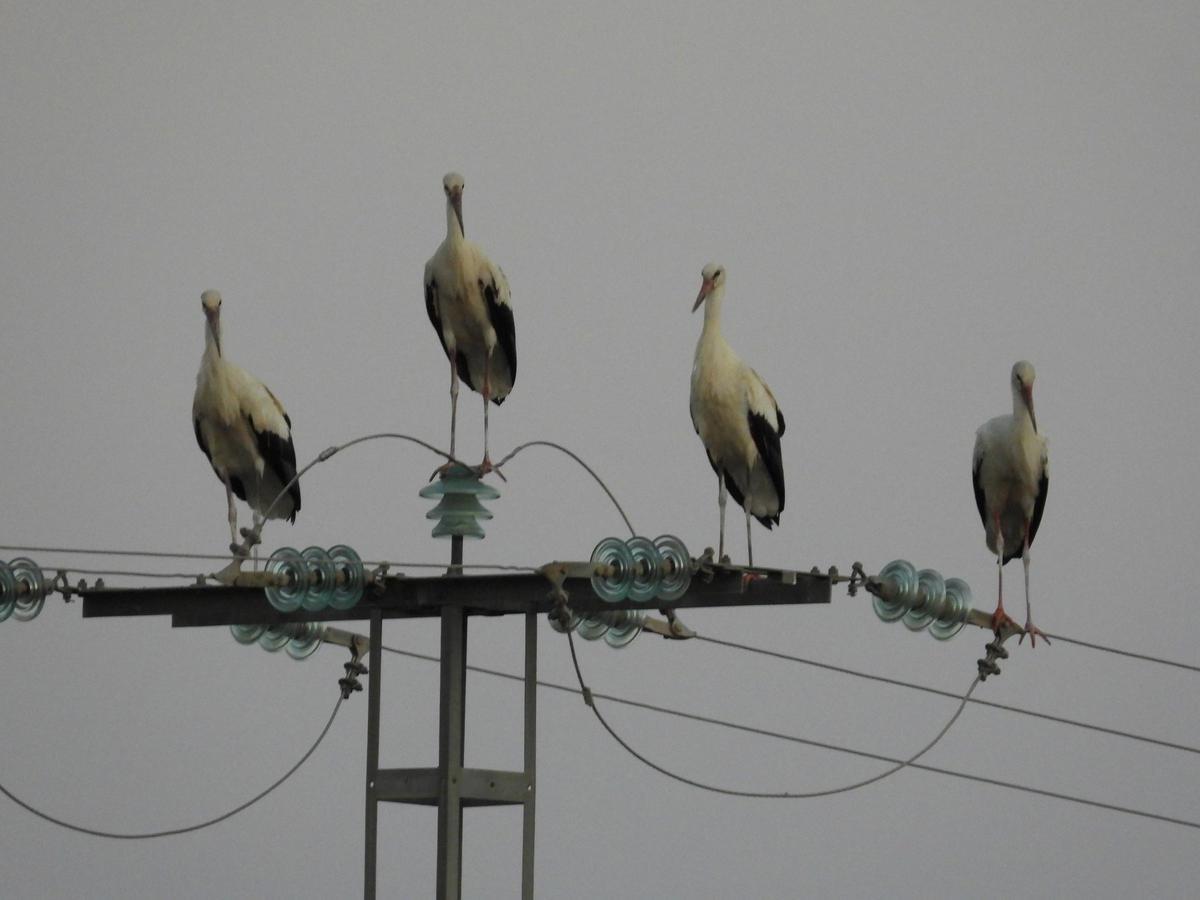 La Comunitat de Madrid analitza un possible focus de grip aviària després de trobar centenars de cigonyes mortes al riu Manzanares