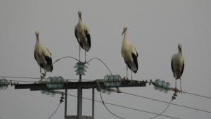 La Comunitat de Madrid analitza un possible focus de grip aviària després de trobar centenars de cigonyes mortes al riu Manzanares