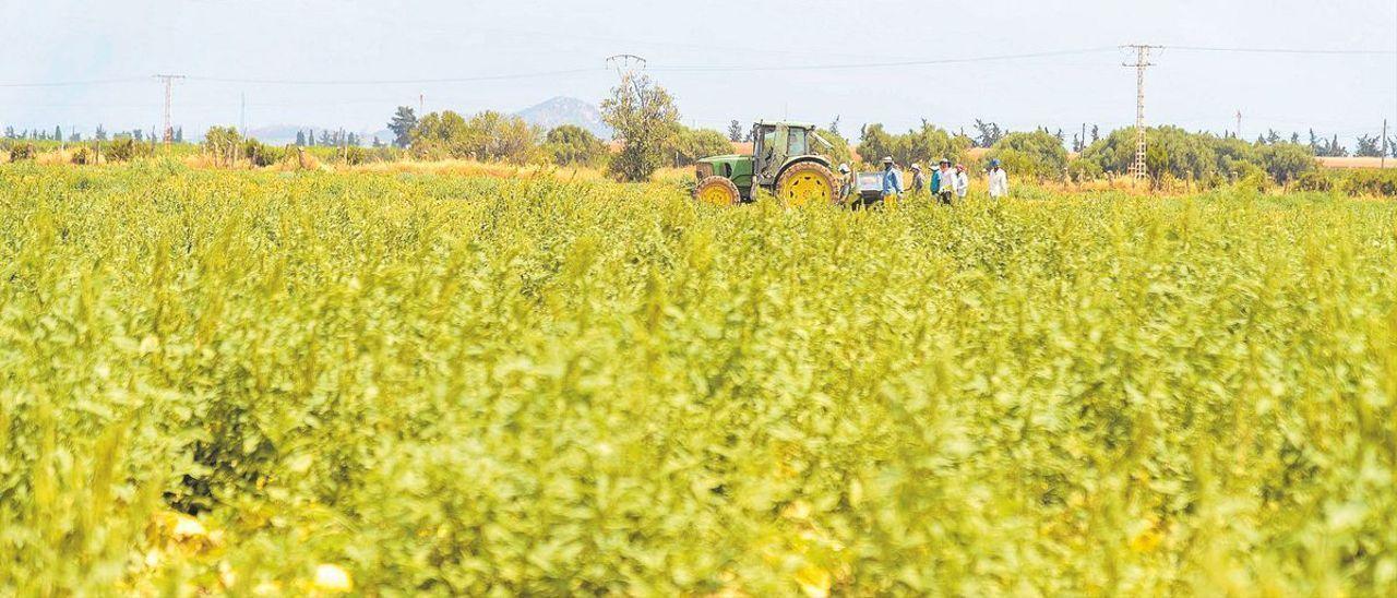 Campo de melones en Cartagena.