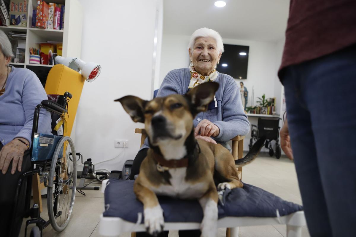 Frida, la perra de terapia asistida en una residencia de Zaragoza