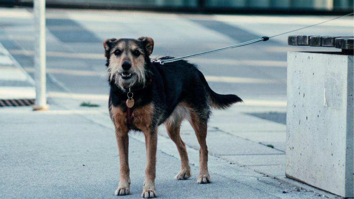 Dejar al perro atado cuando entras al súper: la nueva prohibición y la multa que te puede caer