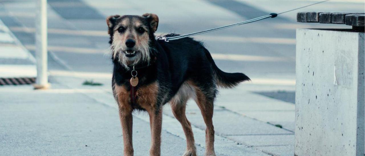 Dejar al perro atado cuando entras al súper: esta es la multa que te puede caer