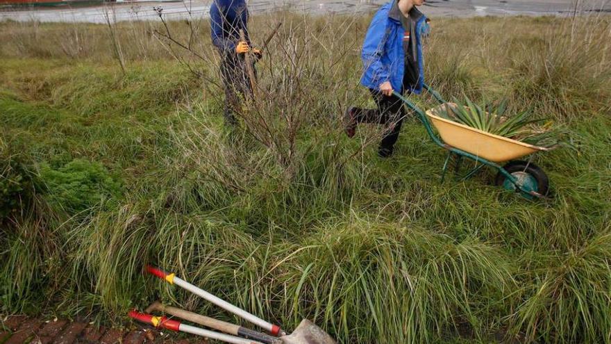 Jornada de limpieza de plantas invasoras