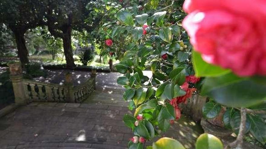 Camelias, en el Pazo de Lourizán. // Gustavo Santos