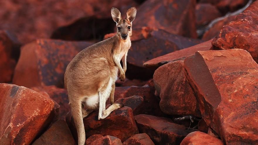 Un canguro de hace 17.300 años es la pintura rupestre más antigua de Australia