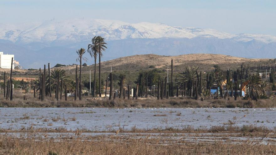 Ecologistas afean al Consell que siga sin ampliar el paraje natural del Clot de Galvany en Elche