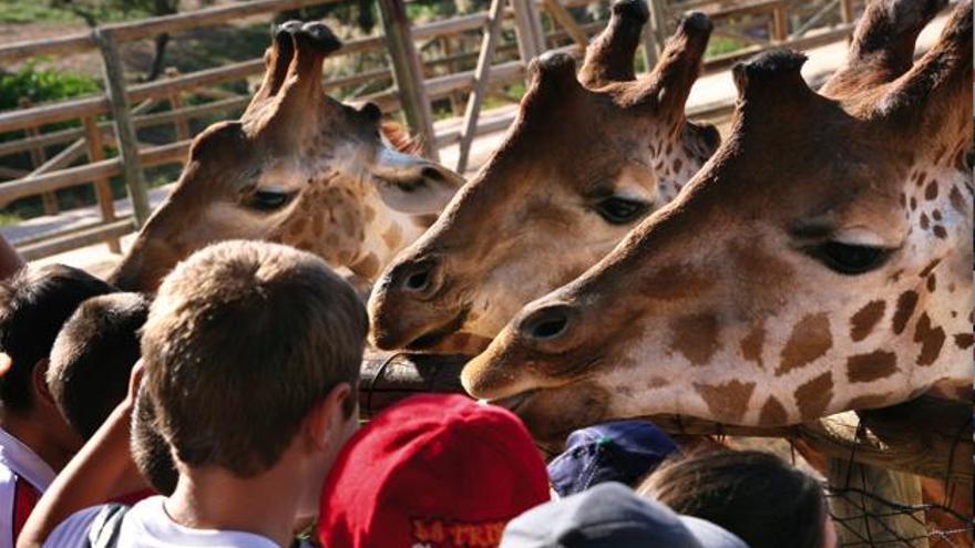 Varios niños visitan un zoo con su escuela de verano.