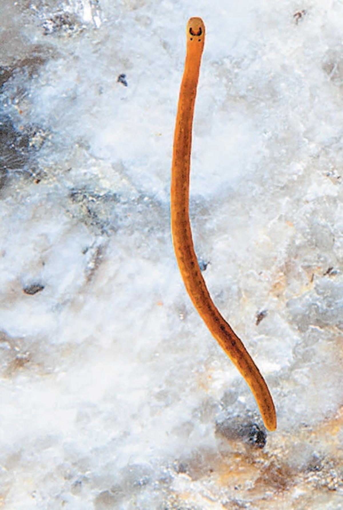 «Tetrastemma coronatum».