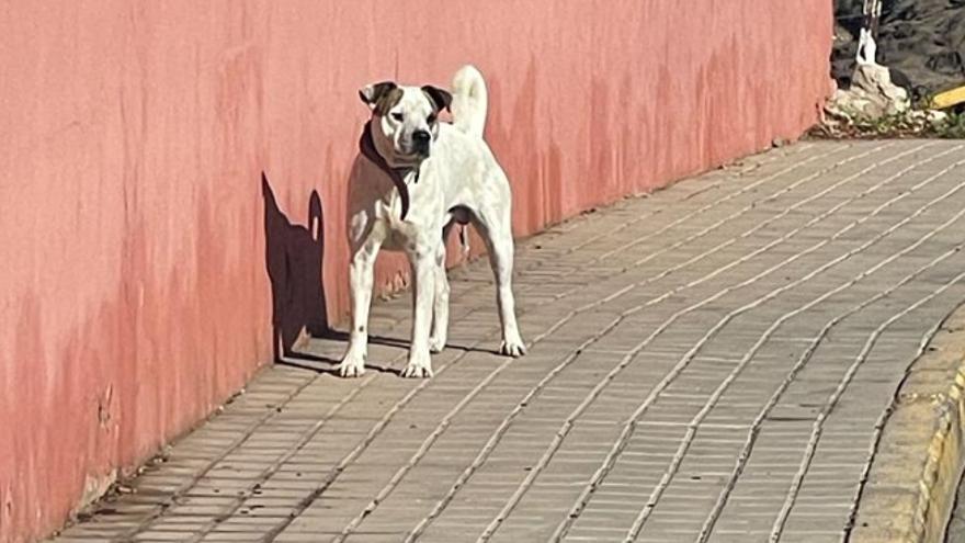 Dos perros peligrosos atemorizan a los vecinos de San Agustín