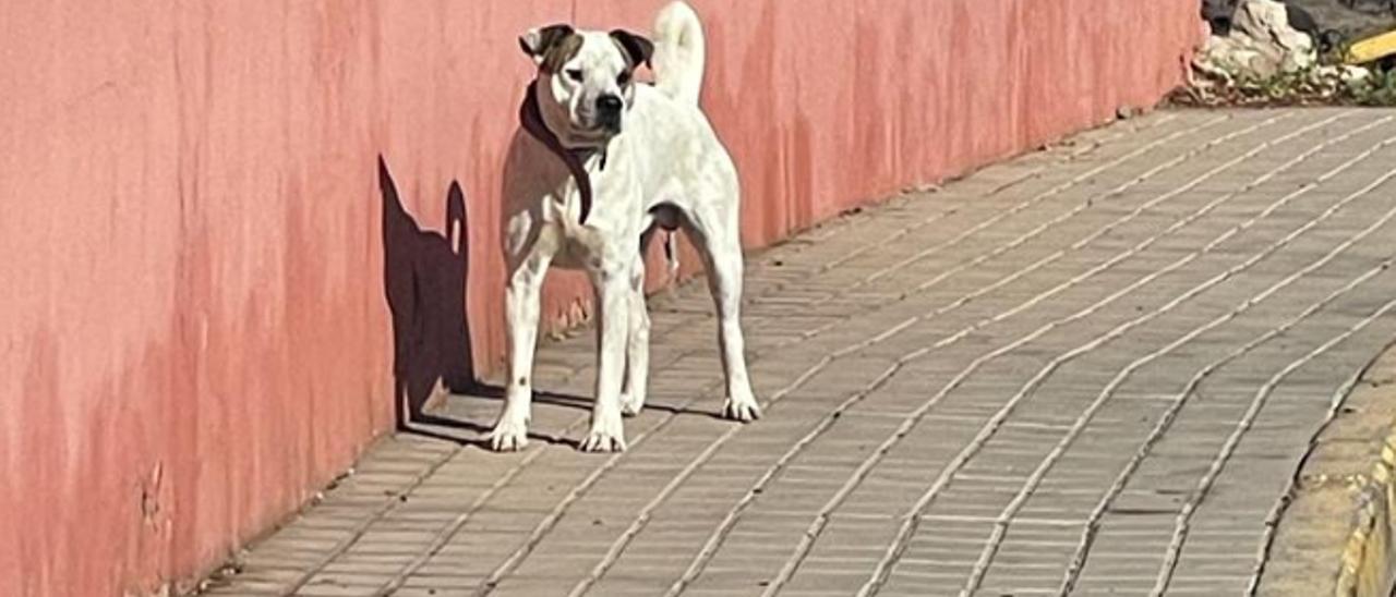 Imagen de uno de los perros facilitada por los afectados.