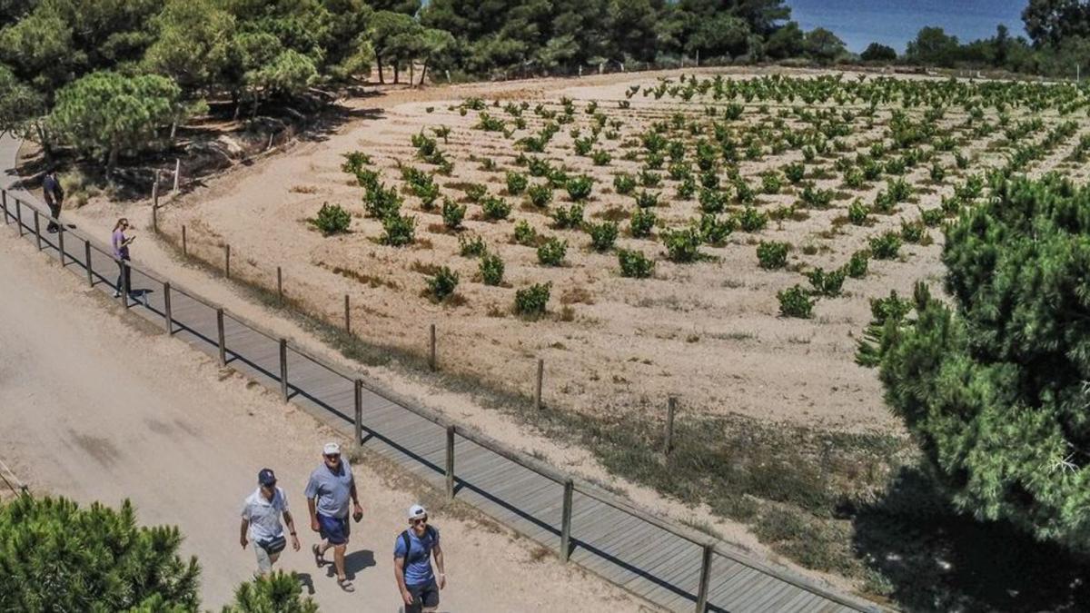 Panorámica de viñedos de vinificación en el parque natural de Las Lagunas de Torrevieja y La Mata, en este caso junto al humedal de La Mata