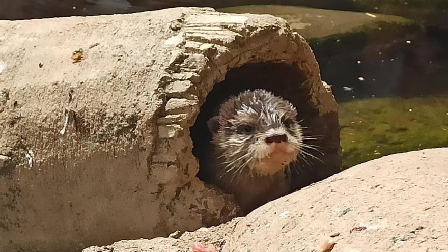 Nace un ejemplar de nutria asiática protegida en Sea Life Benalmádena