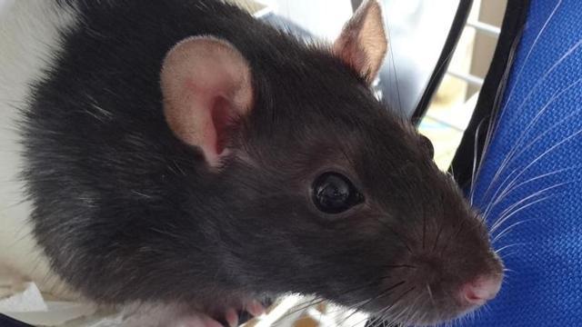 Una de las ratas acogidas en la protectora La Madriguera.