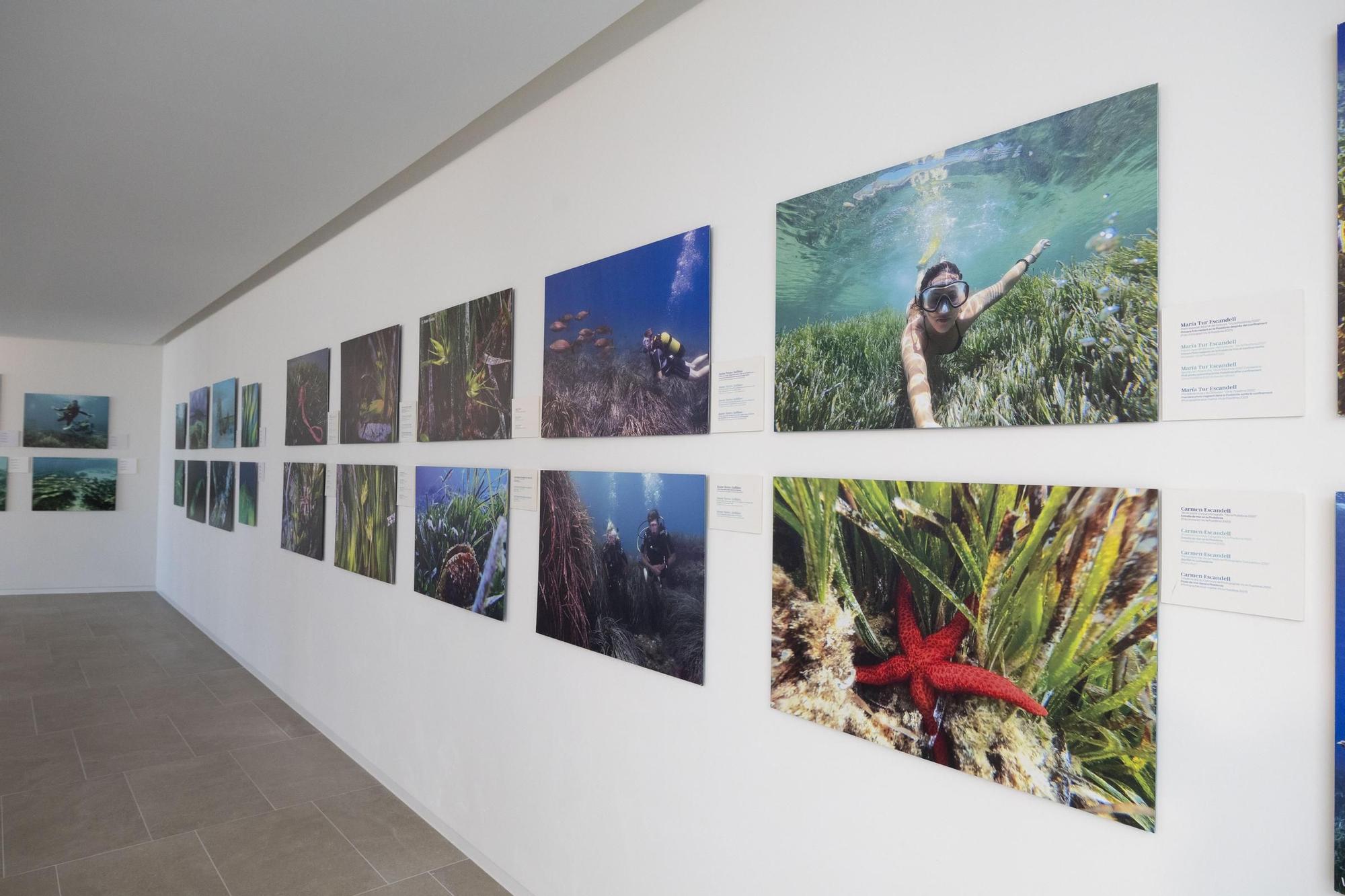 Galería: Artistas al rescate de la posidonia