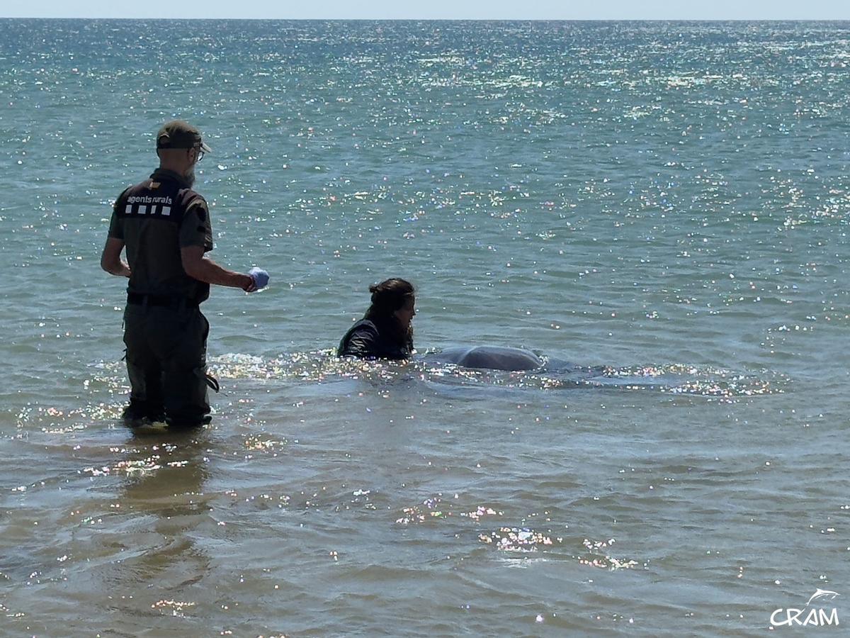 Rescats de fauna marina a la Costa Brava durant l'any passat
