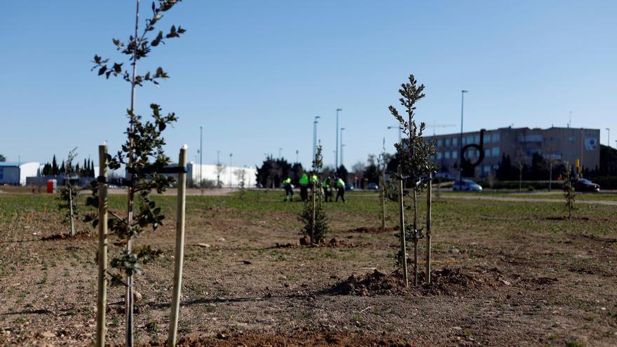 El Bosque de los Zaragozanos cierra su tercera campaña con 197.000 árboles plantados