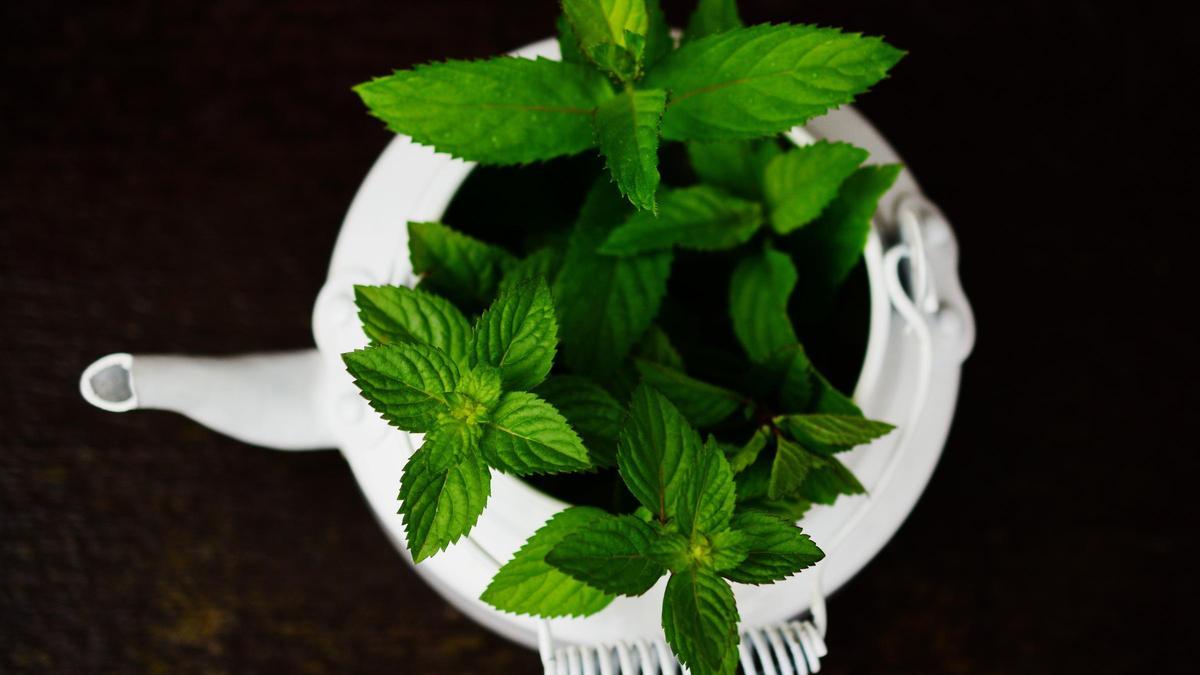 El té de menta es una infusión ideal para adelgazar y quemar grasas